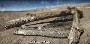 "Flounder Desert" part of my Underwater Surrealism series... by Conor Culver 